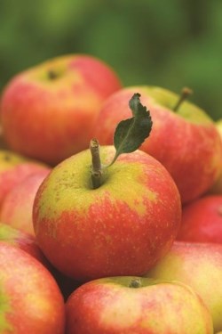 Apple, ginger and lime juice