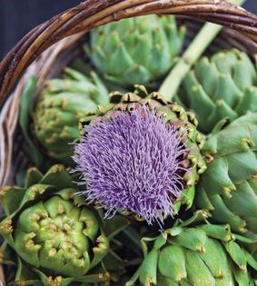 Artichokes in olive oil (Carciofi sott' olio)