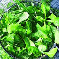 Avocado herb salad
