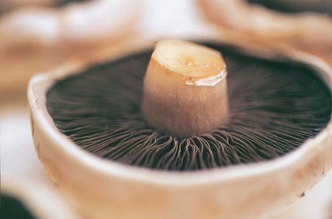 Baked field mushrooms
