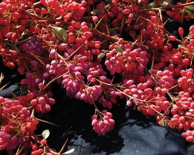 Barberry rice (Zereshk polow)