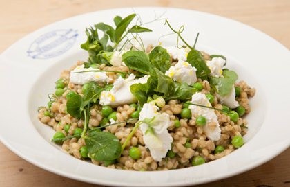 Barley, pea and mint salad with fresh goat's cheese