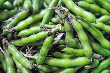 Boiled fava beans