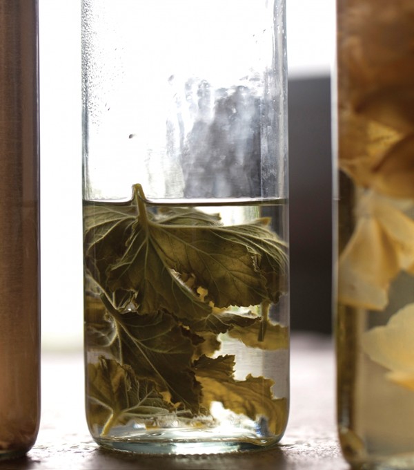Borage basil simple syrup