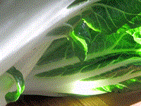 Braised bok choy (Kàocài / 㸆菜)