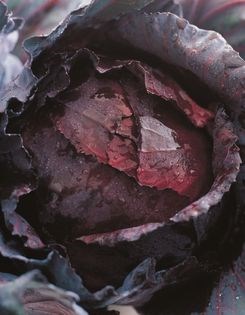 Braised red cabbage