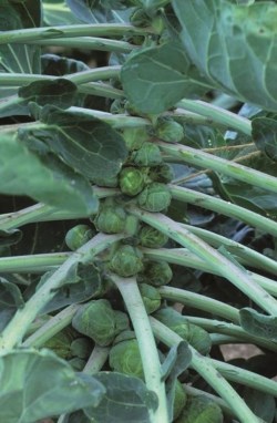 Brussels sprouts salad with an orange and mustard dressing