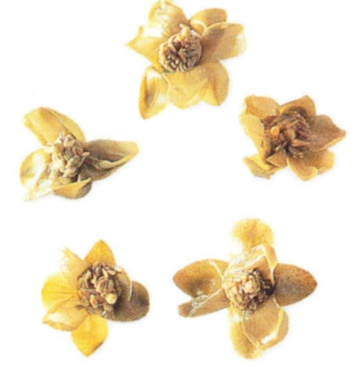 Caper flowers