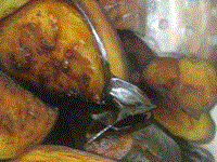 Caramelized eggplant Shanghai style (Hongshao qiezi / 紅燒茄子)