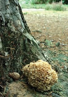 Cauliflower fungus treat