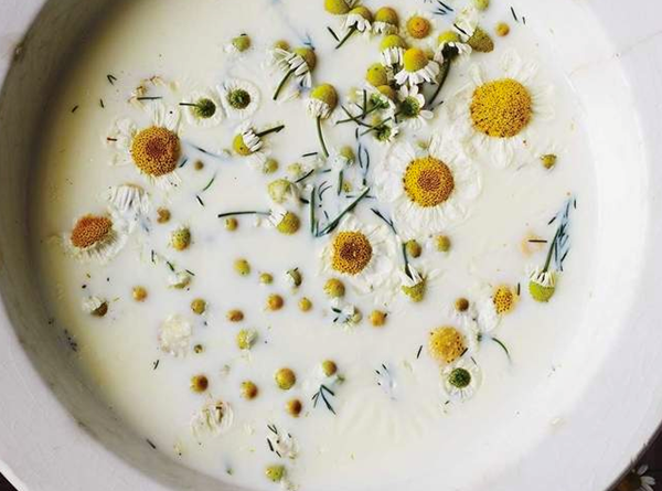 Chamomile gelato