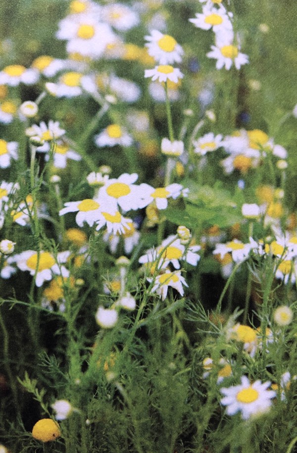 Chamomile tea