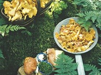 Chanterelles à la forestière