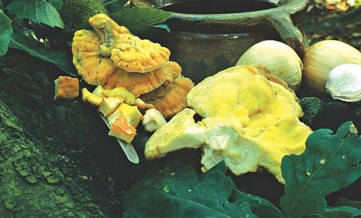 ‘Chicken’ casserole