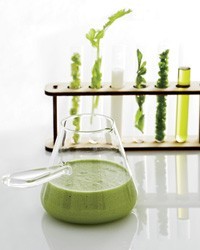 Chilled cucumber soup