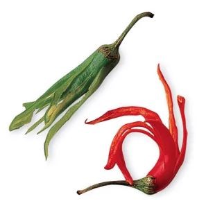 Chilli flowers