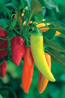 Chilli jelly