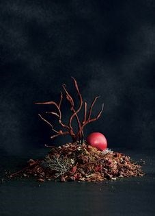 Chocolate forest floor