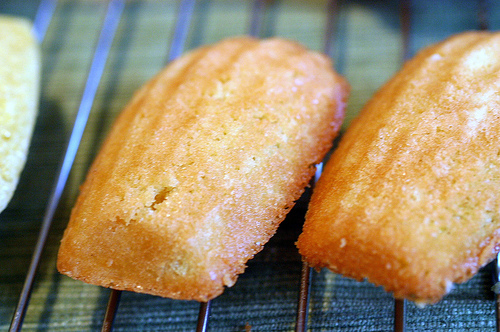 Classic madeleines