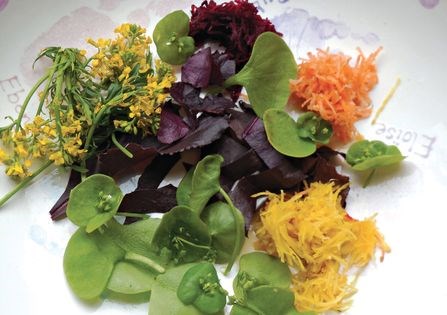 Claytonia salad