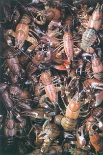 Crayfish cooked in beer with wild fennel