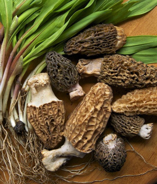 Creamy morel sauce