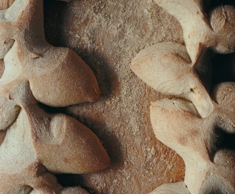 Crusty cornstalk rolls