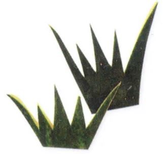 Cucumber crowns