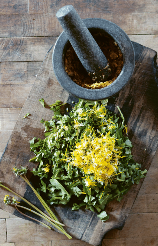 Dandelion krautchi