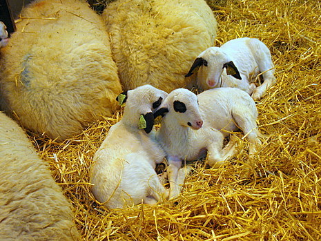 Dark mocha lamb