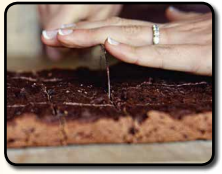 Decadent brownies