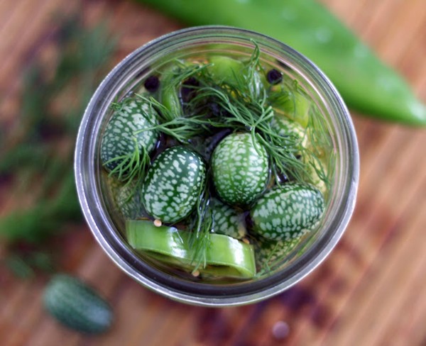 Dill pickled Mexican sour gherkins