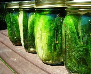 Dill (refrigerator) pickles
