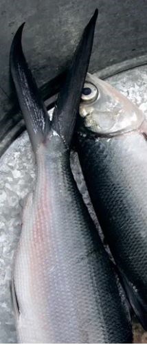 Dining na trout/bangus