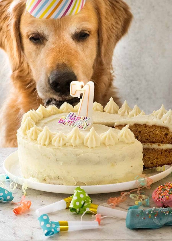 Dog cake with dog friendly fluffy frosting [for dogs]