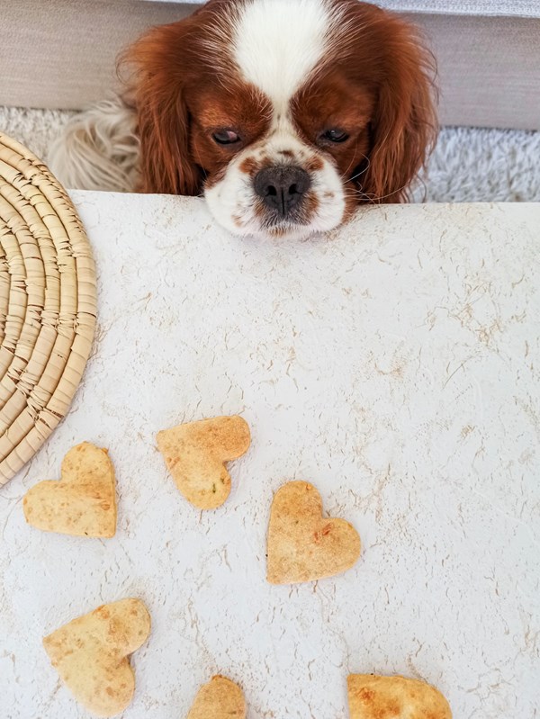 Dog treats with cheese [for dogs]
