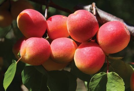 Dried apricot jam