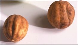 Dried Persian lime powder (Limu-Omani)
