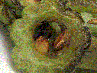 Dry-fried bitter melon (Gānbiān kŭguā / 乾煸苦瓜)