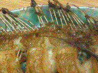 Dry fried flounder (Ganjian longli / 乾煎龍利)