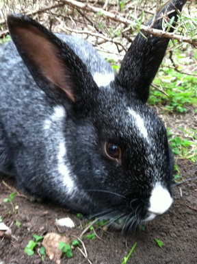 Eating rabbit food: carrot rutabaga mash