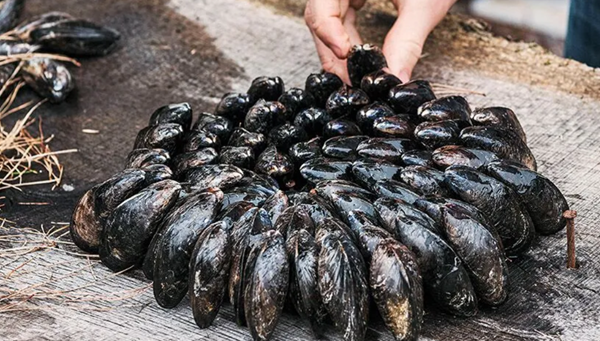 Eclade des moules