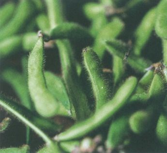Edamame, rocket and mozzarella salad