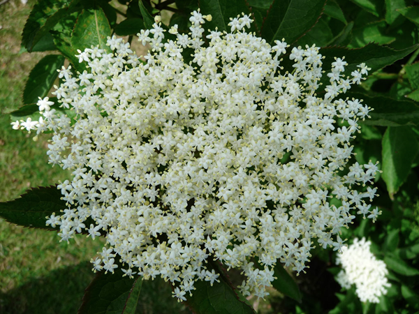 Elderflower "Champagne"