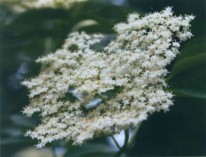 Elderflower cordial
