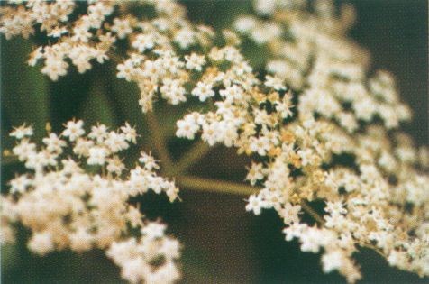 Elderflower cordial