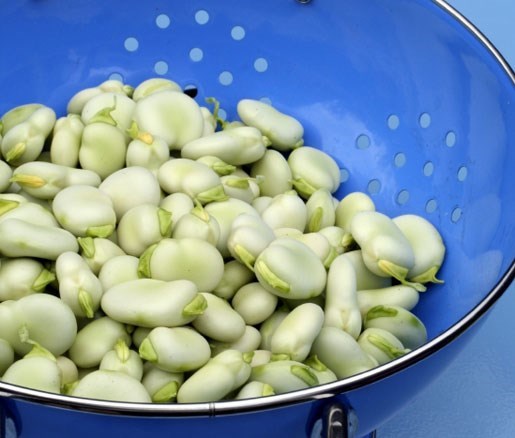 Fava bean purée
