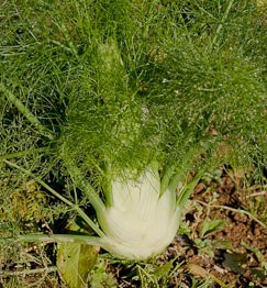 Fennel, black olive and orange salad