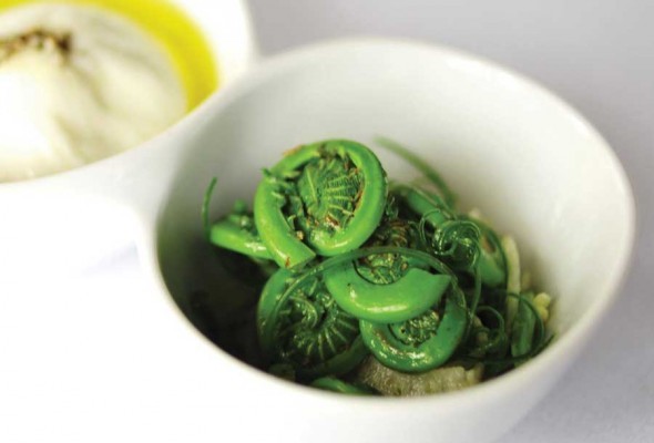 Fiddlehead and burrata salad