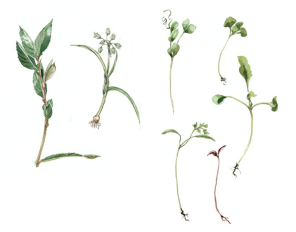 Flavouring herbs (Bouquet garni)